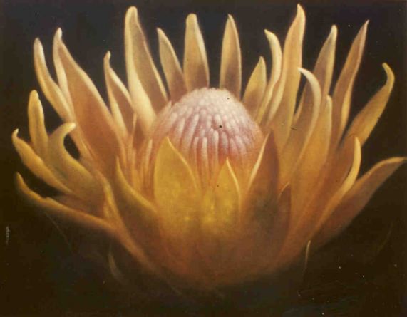 Distel
